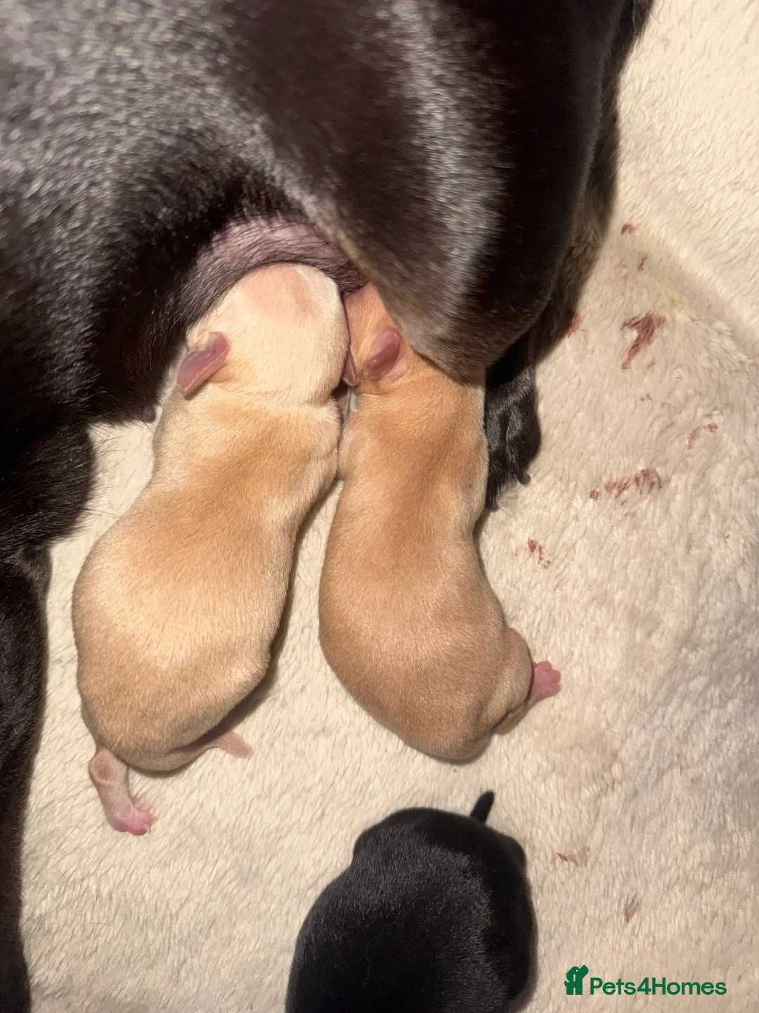 Chihuahua dogs for sale: Chihuahua puppies  in Swindon - Advert 2