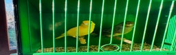 Canaries birds for sale: Pair of canary’s  - Advert 2