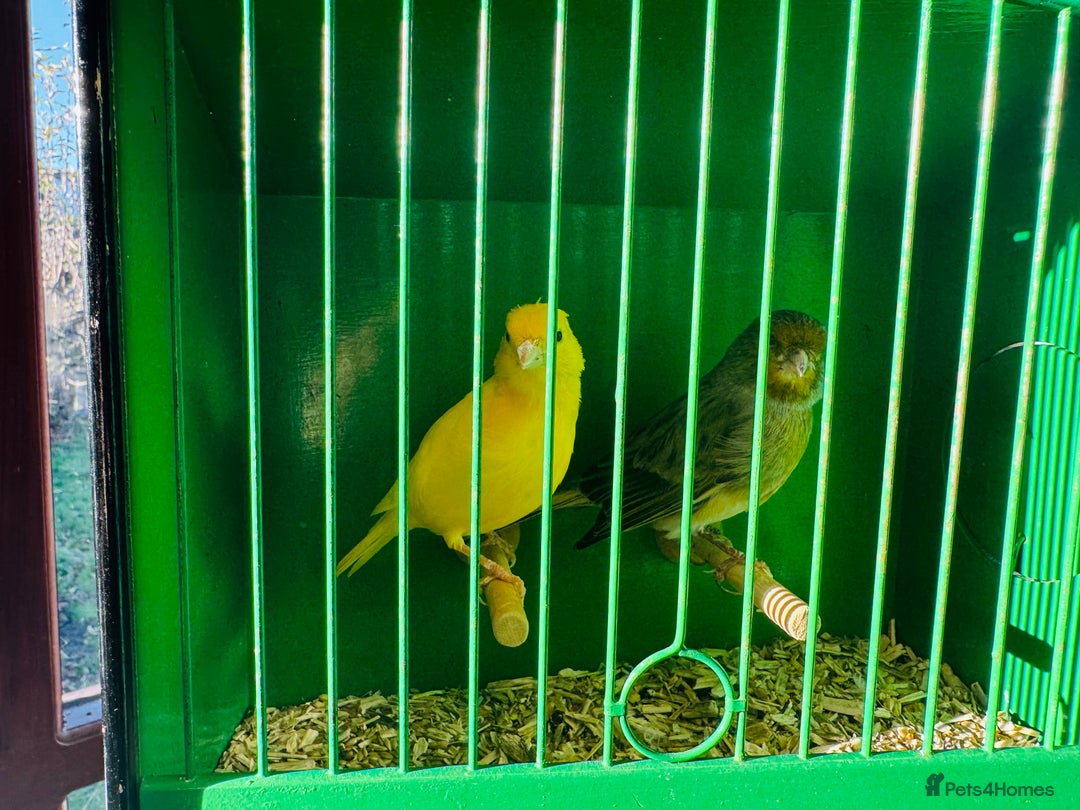 Canaries birds for sale: Pair of canary’s  - Advert 2