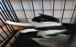 Mixed Breed cats for sale: 2x playful, gorgeous male kitten's for sale  - Image 13