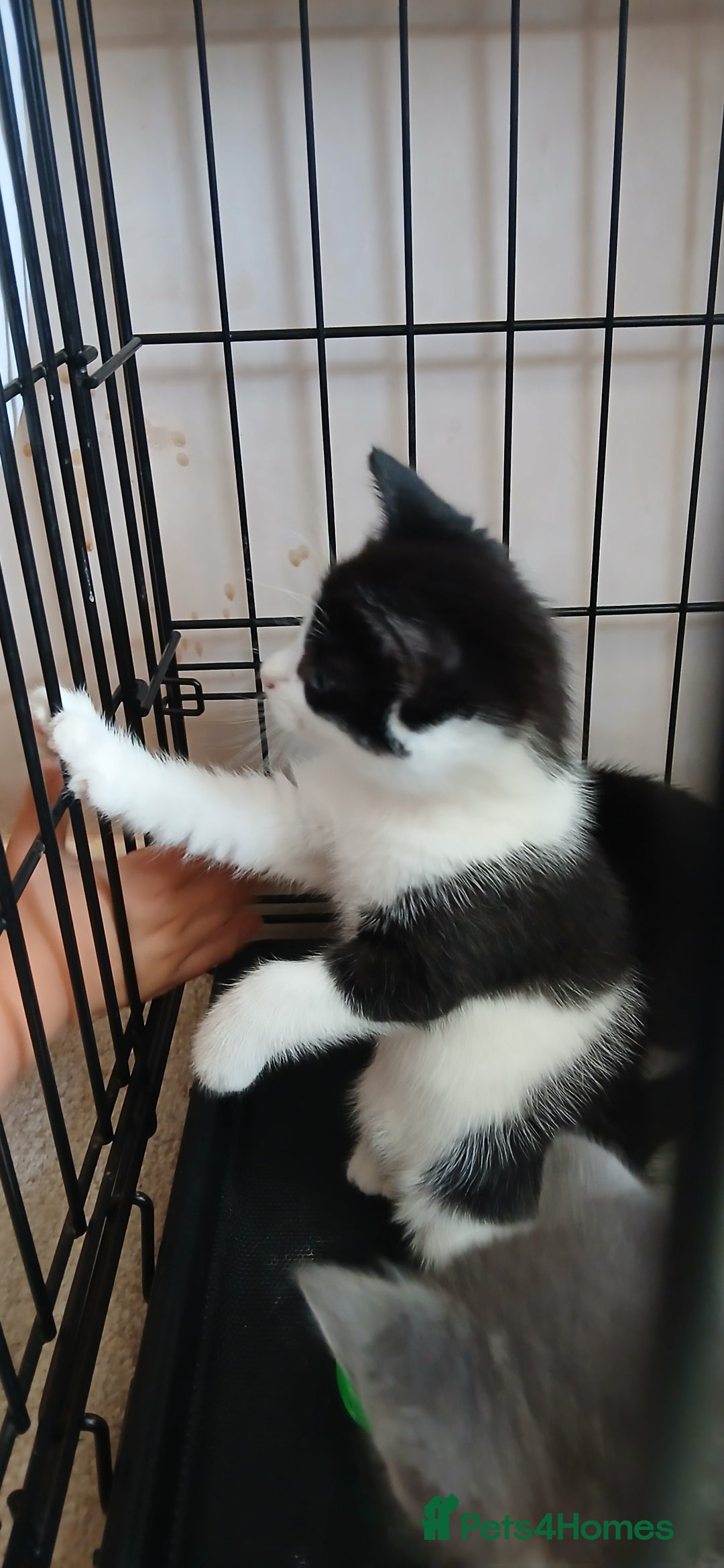 Mixed Breed cats for sale: 2x playful, gorgeous male kitten's for sale  - Image 13