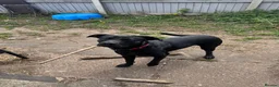 Labrador Retriever dogs for sale: Dog for sale in Dudley - Advert 6