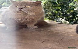 British Shorthair cats for sale: Blue bsh boy looking for his forever home.  - Image 7