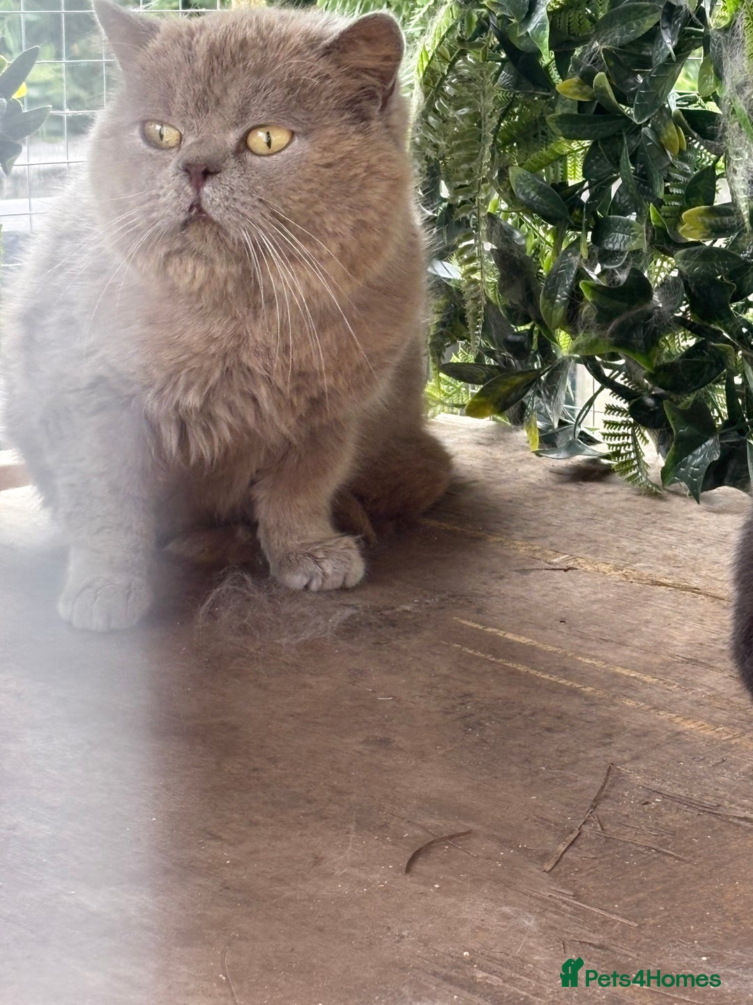 British Shorthair cats for sale: Blue bsh boy looking for his forever home.  - Image 7