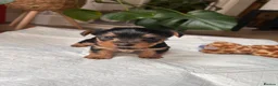 Yorkshire Terrier dogs for sale: Beautiful Yorkshire terrier puppies - Advert 9