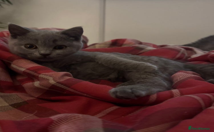 British Shorthair cats - Advert 3
