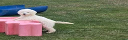 Mini Goldendoodle dogs for sale: Adorable goldedoodles  - Advert 7
