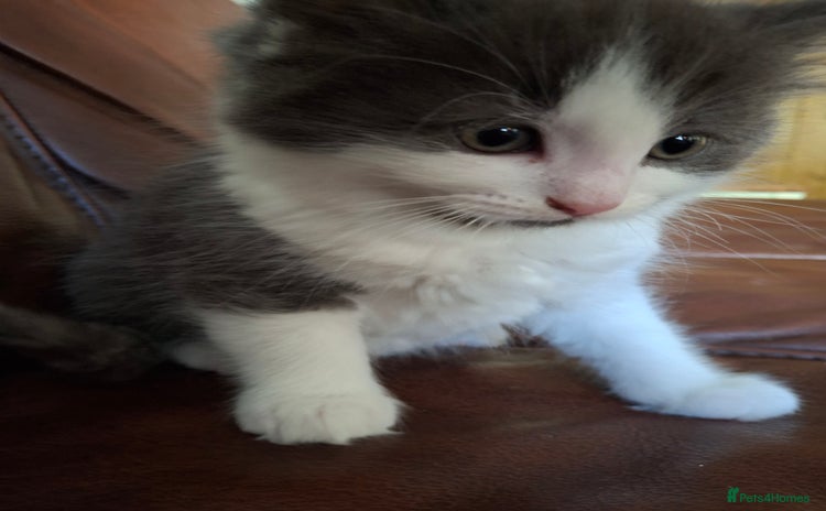 Ragdoll cats - Advert 7