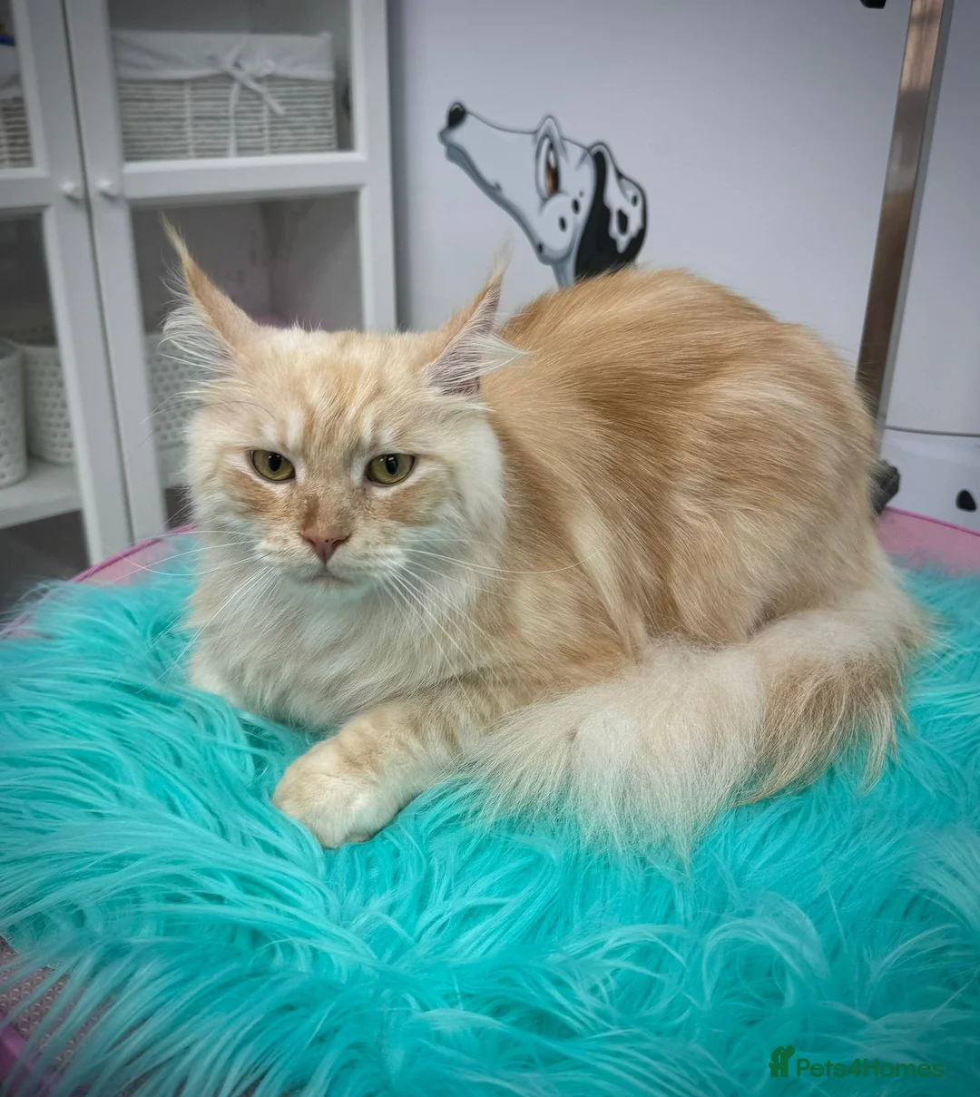 Maine Coon cats for sale: Rehoming Gentle Male Maine Coon - Advert 9