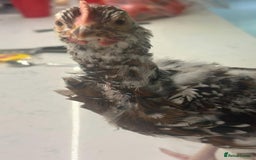 Chickens poultry for sale: rehoming silkie ,polish ,frizzle polish ,etc - Image 3