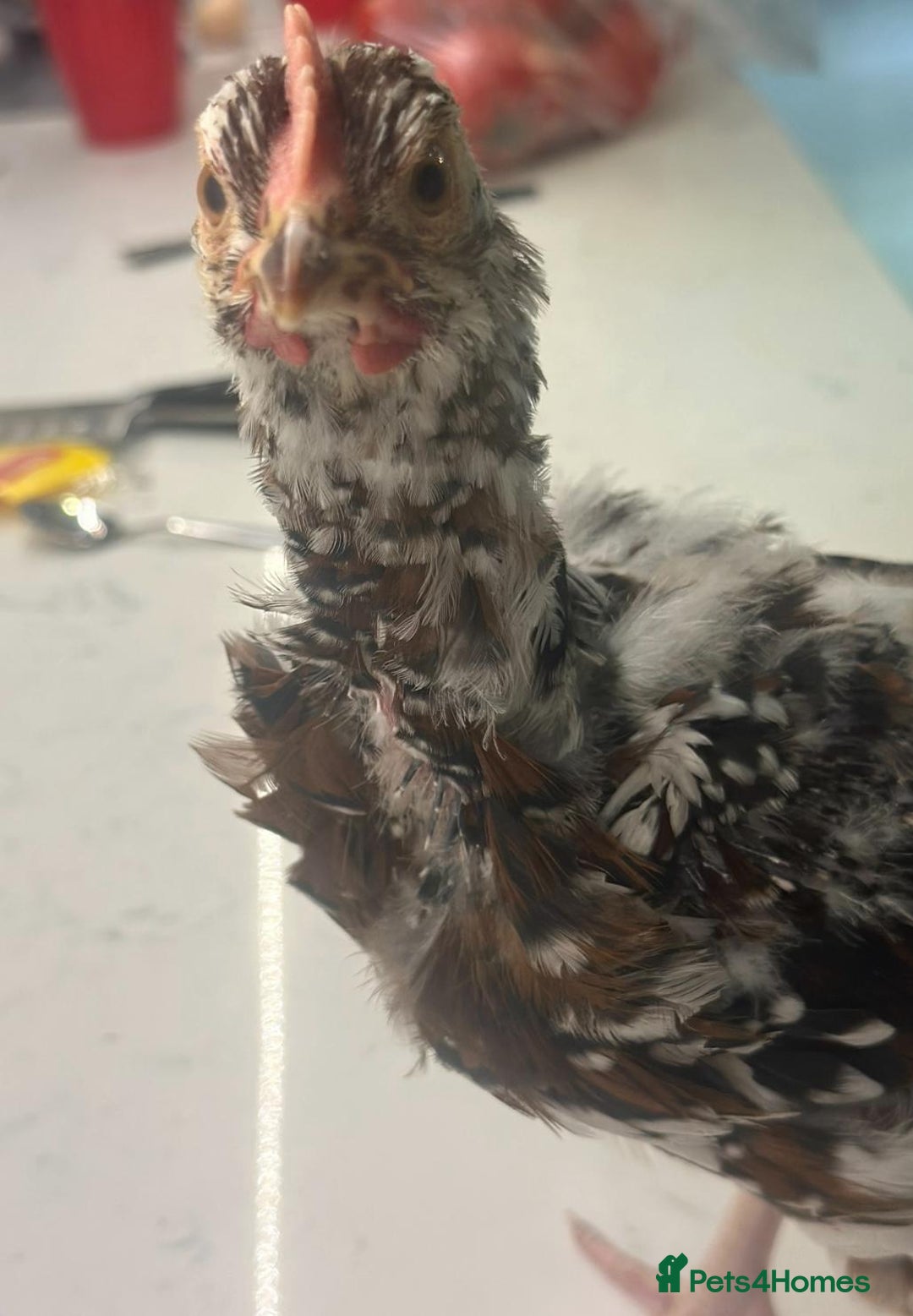 Chickens poultry for sale: rehoming silkie ,polish ,frizzle polish ,etc - Image 3