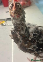 Chickens poultry - Advert 5