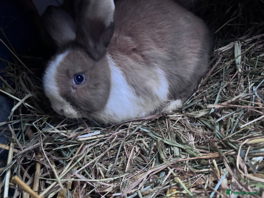 Mixed Breed rabbits for sale: Three gorgeous rabbits  - Advert 1