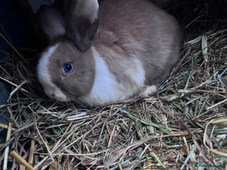 Mixed Breed rabbits Three gorgeous rabbits - Advert 1
