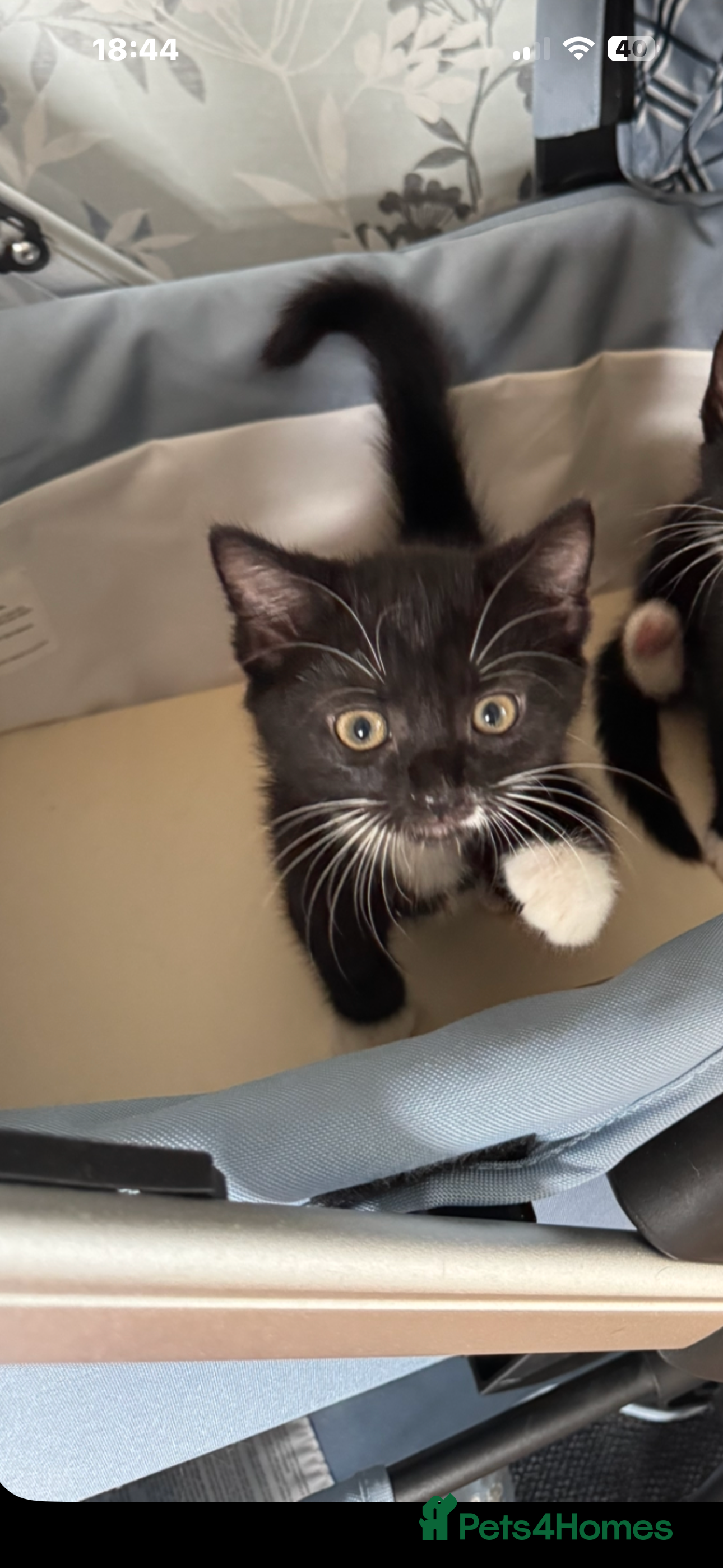 Mixed Breed cats 7 month old cat - Advert 1