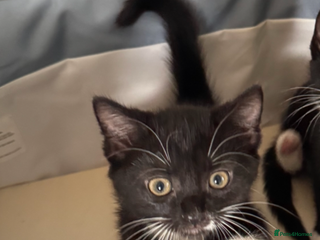 Mixed Breed cats 7 month old cat - Advert 18