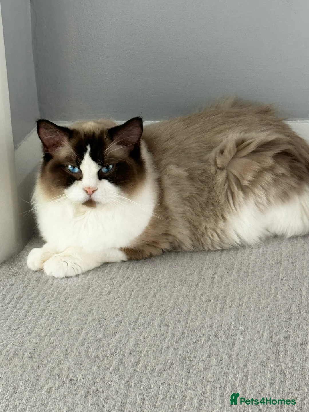 Ragdoll cats for sale: READY NOW TICA ACTIVE Kittens, European bi-colour - Advert 17