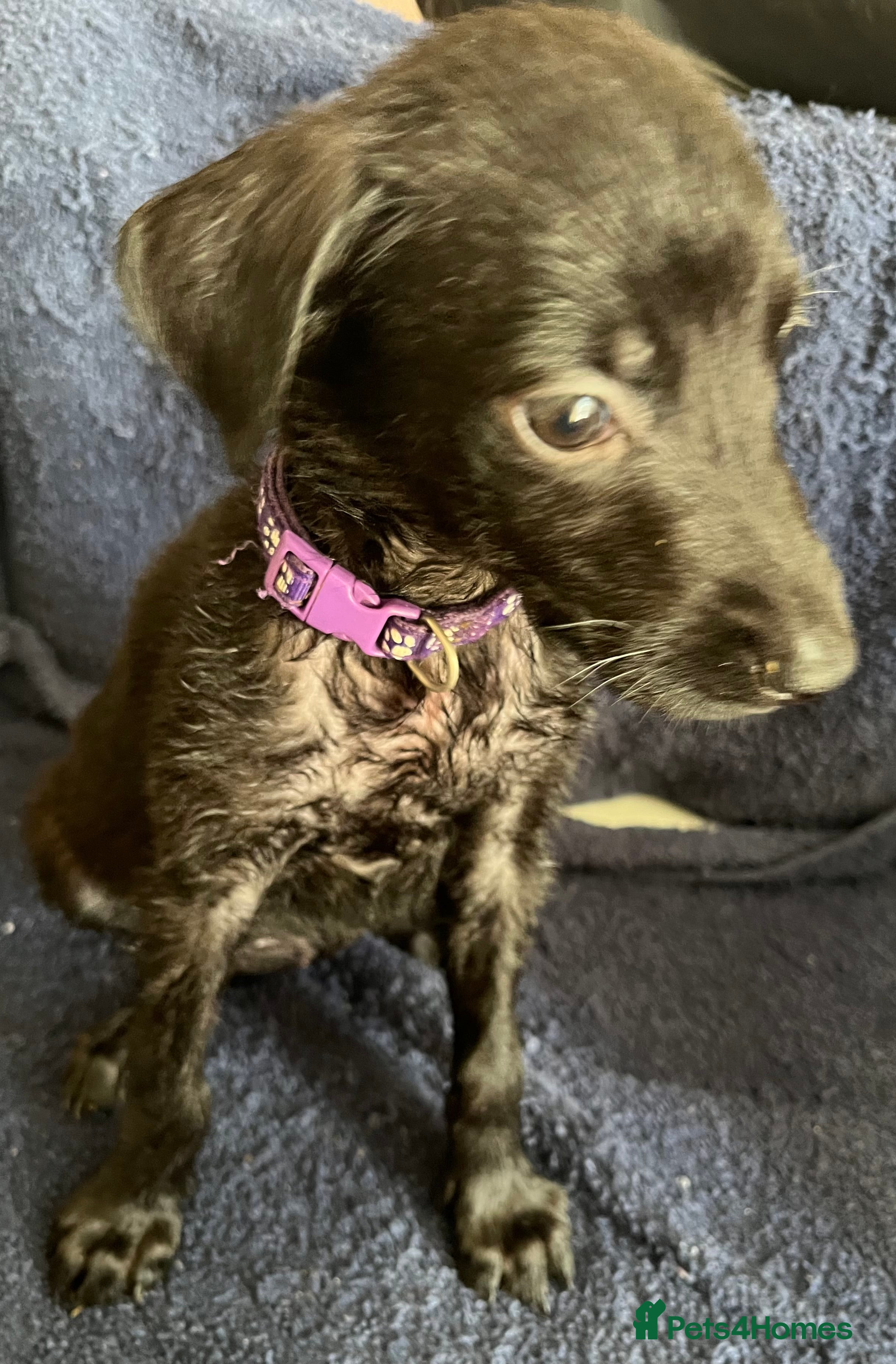 Mixed Breed dogs  Belgian Malinois x Dobermann pups - Advert 2