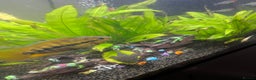 Tetras fish for sale: Fluval aquarium  - Advert 1