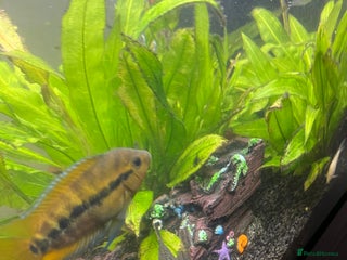 Tetras fish Fluval aquarium - Advert 1