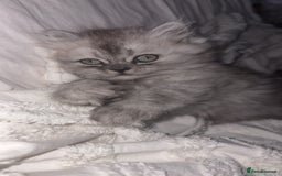 Persian cats for sale: Purrrfect Persians 😻😻😻 - Image 10
