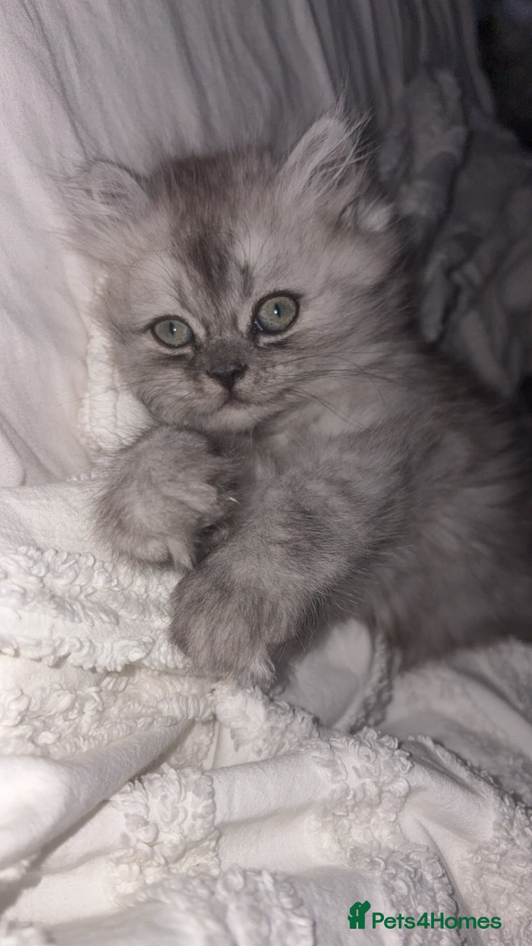 Persian cats for sale: Purrrfect Persians 😻😻😻 - Image 10