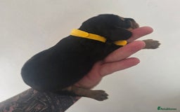 Bocker dogs for sale: 7x Bocker pups (born 22/06/2025) - Image 12