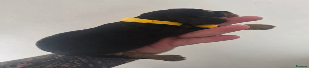 Yellow collar