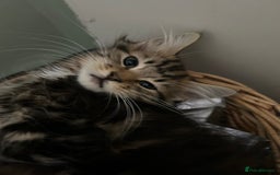 Maine Coon cats for sale: Maine Coone/ragdoll kittens still available - Image 3