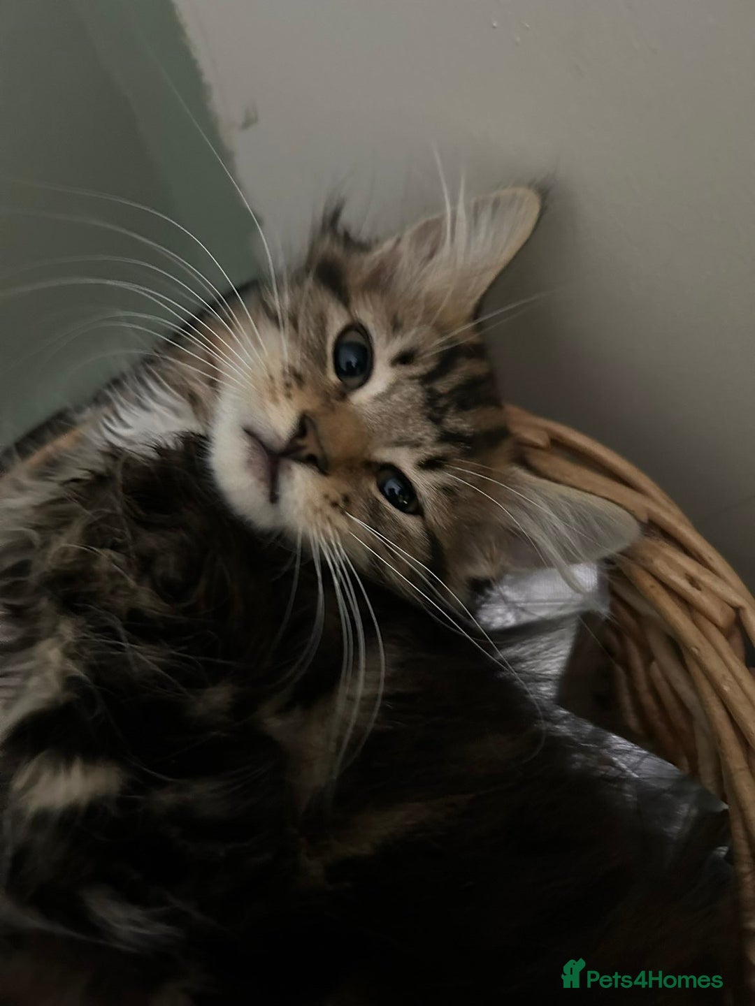 Maine Coon cats for sale: Maine Coone/ragdoll kittens still available - Image 3