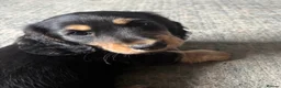Miniature Dachshund dogs for sale: X3 Long haired beautiful, mini dachshunds 🏡 - Advert 8