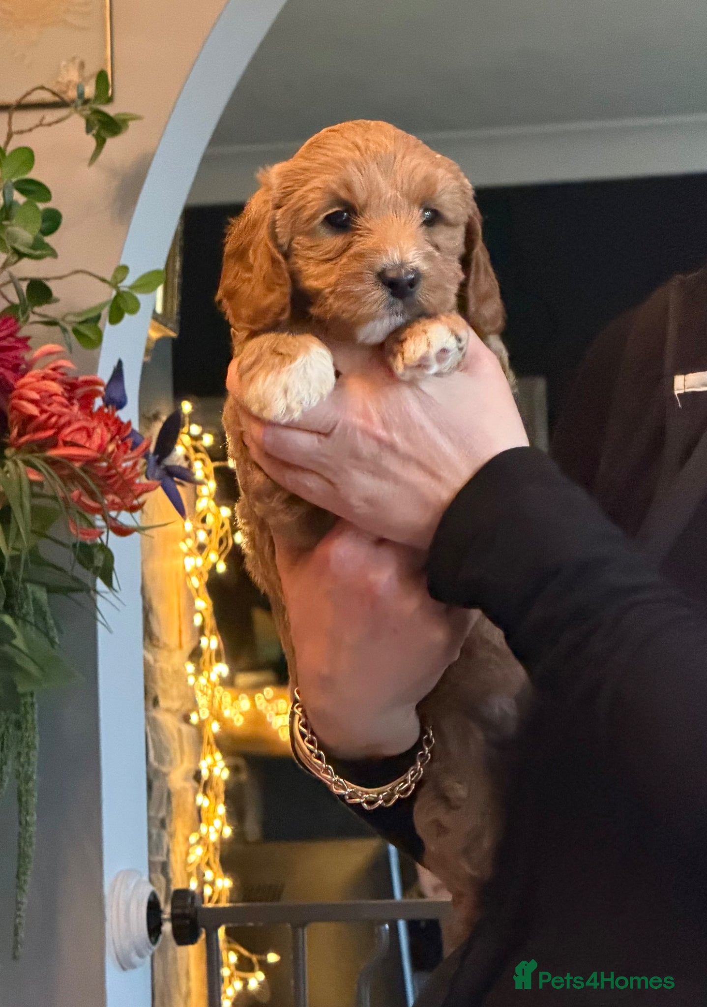 Australian Labradoodle dogs 100% Pure bred Australian Labradoodle LATE RELEASE - Advert 2