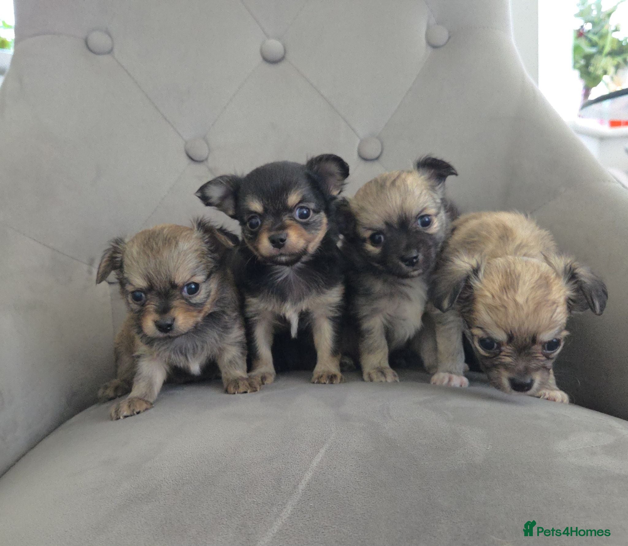 Chihuahua dogs Longhaired Chihuahua Pups - Advert 20