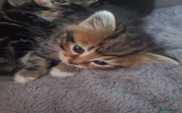 British Shorthair cats for sale: Adorable British Shorthair x Tabby Kittens - Image 13