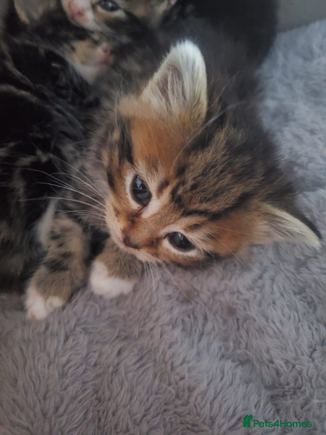 British Shorthair cats for sale: Adorable British Shorthair x Tabby Kittens - Image 13