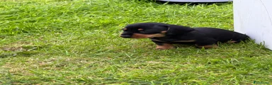 Teeny Bean