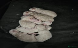 Ragdoll cats for sale: 6 ragdoll kittens  - Image 1