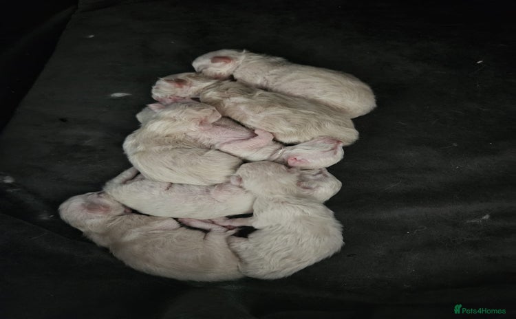 Ragdoll cats - Advert 7