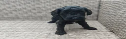 Cockapoo dogs for sale: Teddy cockapoo - Advert 7