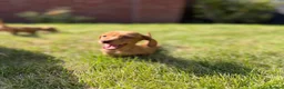 Miniature Dachshund dogs for sale: READY TO LEAVE🏆💙💖 KC REG 5 STAR BREEDER💙💖🏆 - Advert 27
