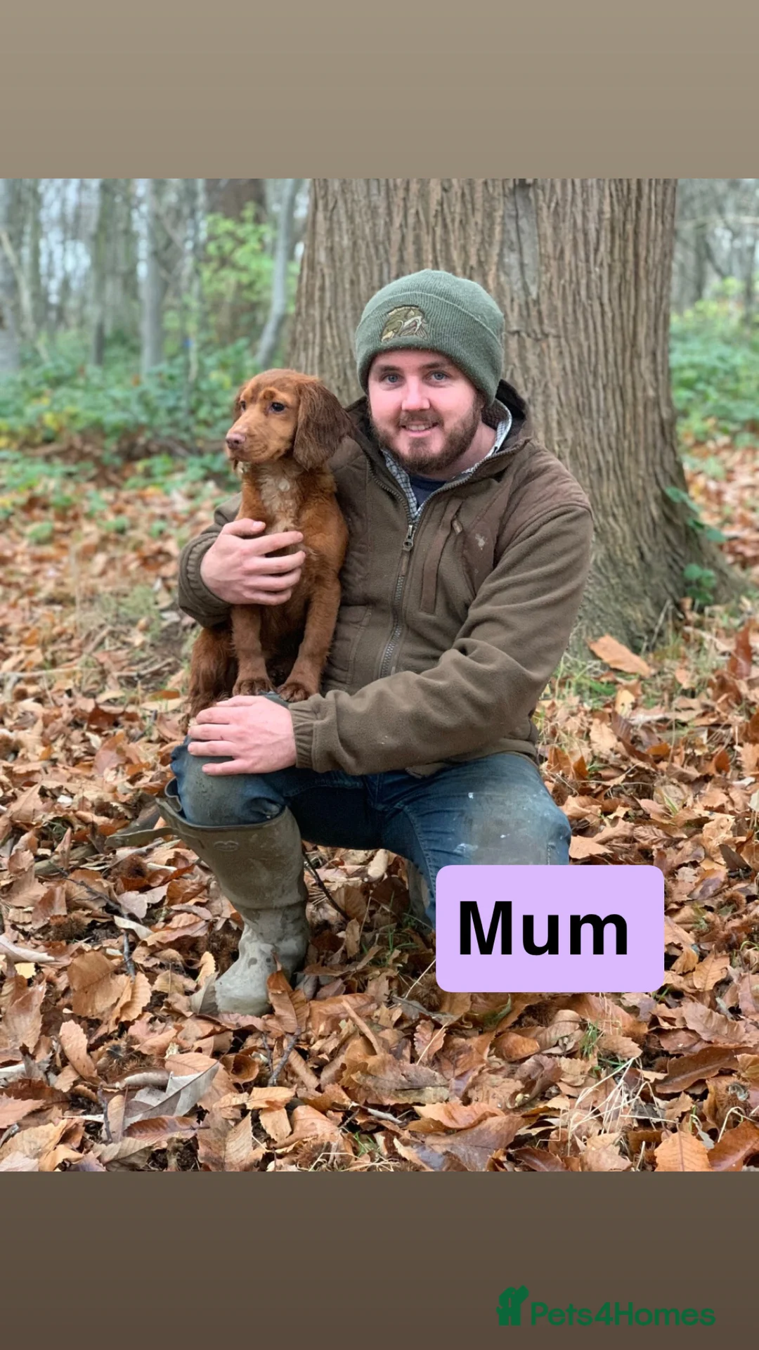 Cocker Spaniel dogs for sale: Kc Reg,health clear, working type cocker spaniel - Advert 5