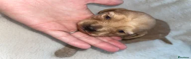 Cockapoo 4