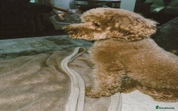 Miniature Poodle dogs for sale: ✨ Last boy available kc miniature poodle ✨ - Image 3