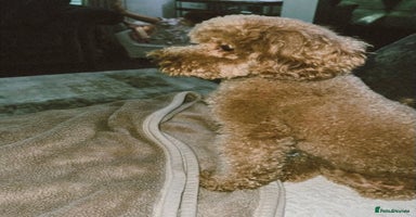 Miniature Poodle dogs - Advert 15