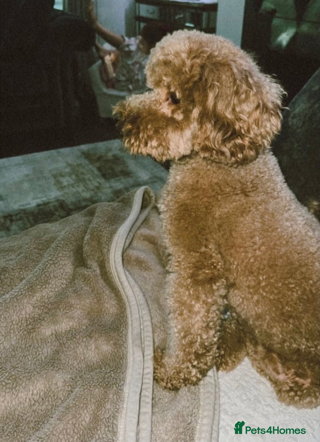 Miniature Poodle dogs for sale: ✨ Last boy available kc miniature poodle ✨ - Image 3