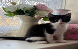 Maine Coon cats for sale: Half Maine Coon kittens**ready now** - Image 6