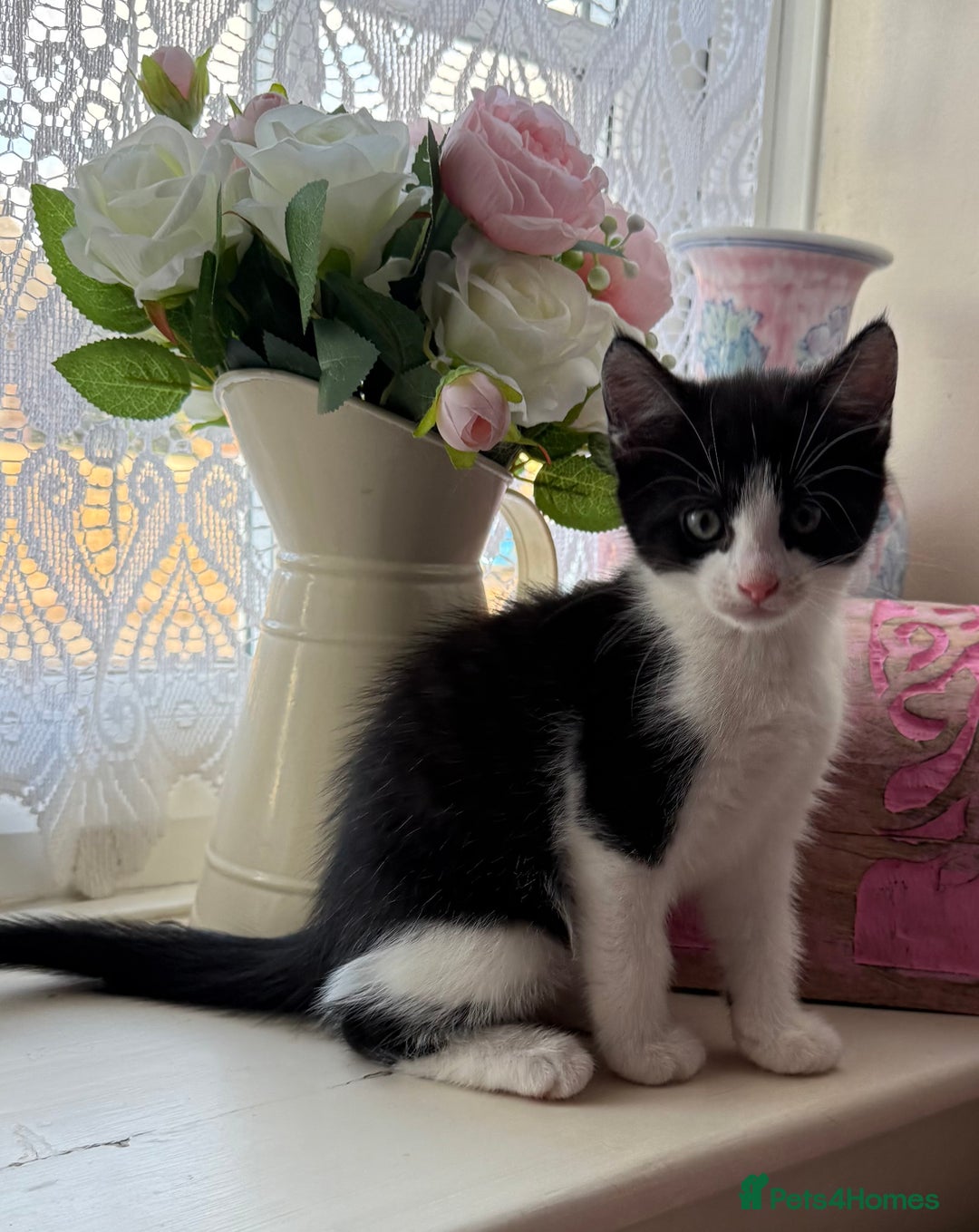 Maine Coon cats for sale: Half Maine Coon kittens**ready now** - Image 6