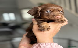 Cocker Spaniel dogs for sale: Cocker spaniel puppies  - Image 24