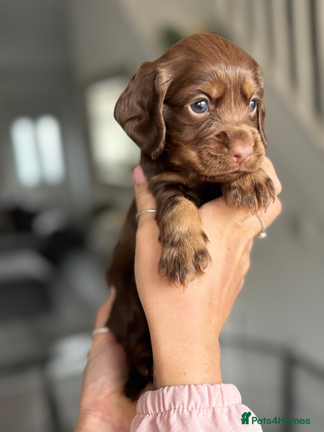 Cocker Spaniel dogs for sale: Cocker spaniel puppies  - Image 24