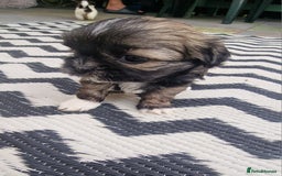 Shih Tzu dogs for sale: wonderful puppies  - Image 17